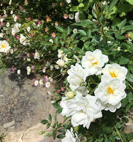 Rosal miniatura Bianco
