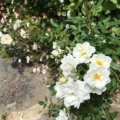 Rosal miniatura Bianco