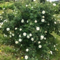 rosa-pinpinelifolia-double-white