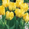 Bulbos de Otoño Invierno - Tulipan Texas Gold