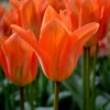 bulbos otoño invierno tulipan orange emperor