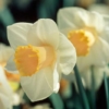 Bulbos de Otoño Invierno - Narciso Salome