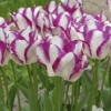 Bulbos de Otoño Invierno - Tulipan Affaire