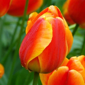 Bulbos de Otoño Invierno - Tulipan Apeldorn Elite