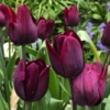 Bulbos de Otoño Invierno - Tulipan Black Jack
