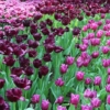 Bulbos de Otoño Invierno - Tulipan Black Jack