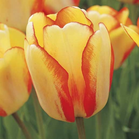Bulbos de Otoño Invierno - Tulipan Beauty of Spring