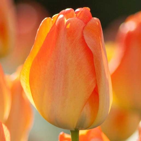 Bulbos de Otoño Invierno - Tulipan Daydream