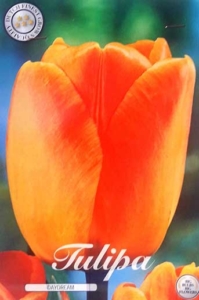 Bulbos de Otoño Invierno - Tulipan Daydream