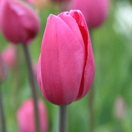 Bulbos de Otoño Invierno - Tulipan Don Quichotte