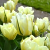 Bulbos de Otoño Invierno - Tulipan Exotic Emperor