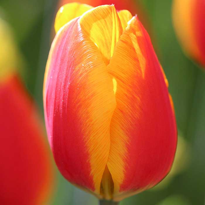 Bulbos de Otoño Invierno - Tulipan Flair - bourguignonshop