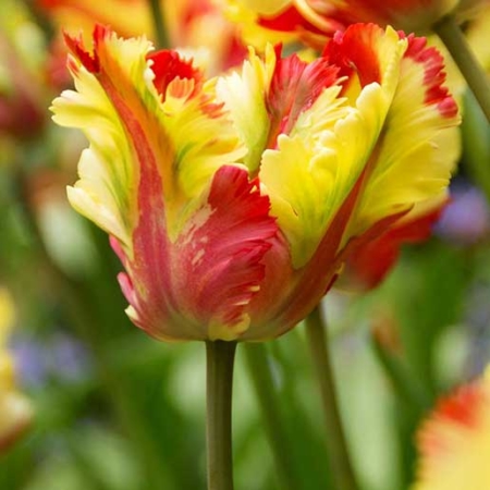 Bulbos de Otoño Invierno - Tulipan Flaming Parrot