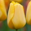 Bulbos de Otoño Invierno - Tulipan Golden Parade