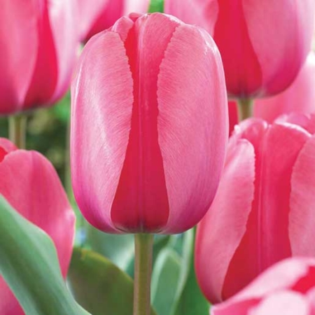 Bulbos de Otoño Invierno - Tulipan Pink Impression