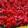 Bulbos de Otoño Invierno - Tulipan Red Parrot