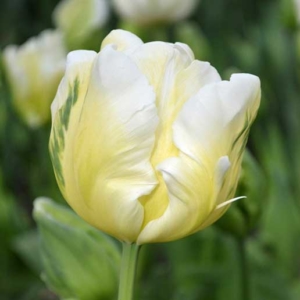 Bulbos de Otoño Invierno - Tulipan White Parrot