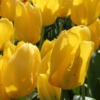 bulbos otoño invierno tulipan candela
