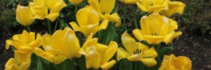 Bulbos de Otoño Invierno - Tulipan Golden Parade