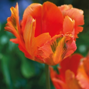 bulbos otoño invierno tulipan orange favourite