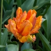 bulbos otoño invierno tulipan orange favourite