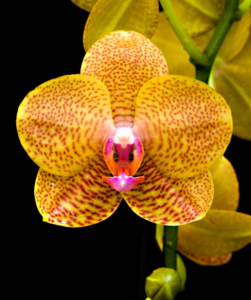 orquideas bourguignon