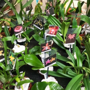 Orquídeas en tiesto 5cm y 9cm