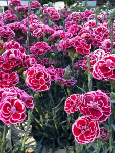 El clavel chino es una bonita planta con la que podrás tener un precioso jardín o balcón