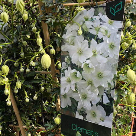 Clematis avalanche