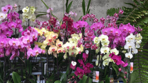 Phalaenopsis variada color 2 varas