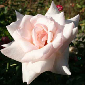 rosal blanca ferrer