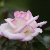 rosal perfumado princesse de monaco