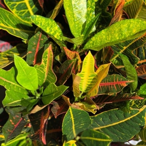 Crotón - Codiaeum variegatum
