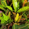 Crotón - Codiaeum variegatum