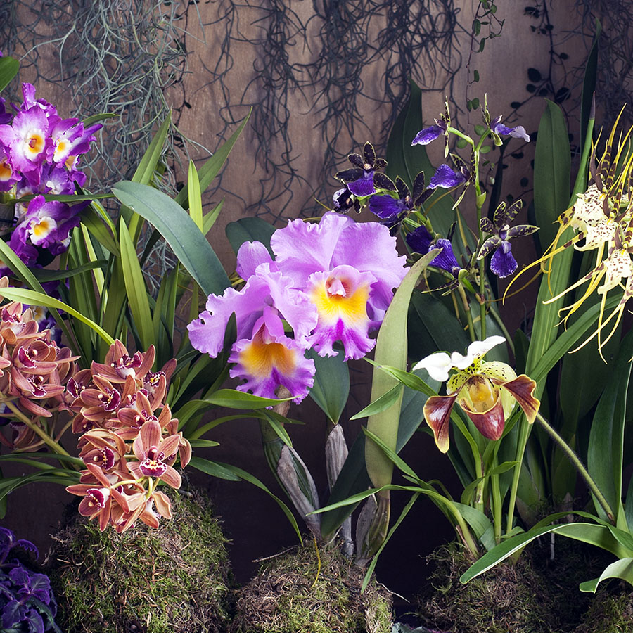 Orquídea Schroederae - Garden Center Bourguignon