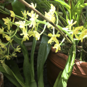 orquidea gomesa crispa