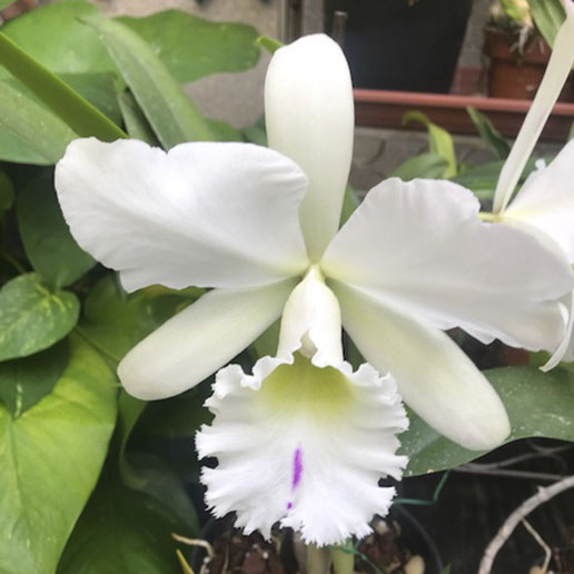 Orquídea Schroederae - Garden Center Bourguignon