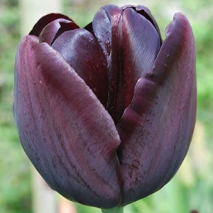 Tulipan Queen of Night