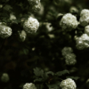 Hydrangea arborescens - Hortensias