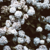 Hydrangea arborescens - Hortensias