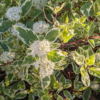 cornus variegata