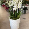 Gran centro de orquídeas
