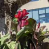 Canna indica-hybrida 'Hoja Verde' Caña de las Indias