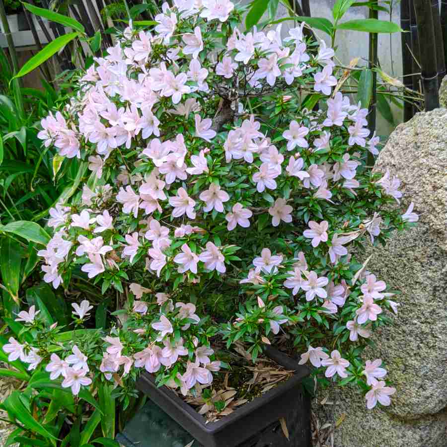 Bonsái azalea en flor