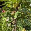 Ficus carica Higuera