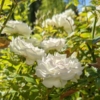 rosal blanco