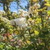 rosal blanco