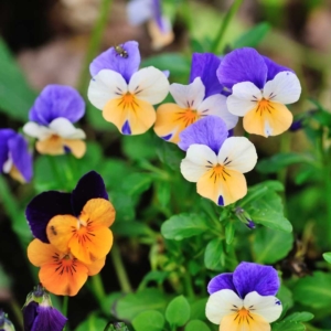 El pensamiento salvaje (Viola tricolor)