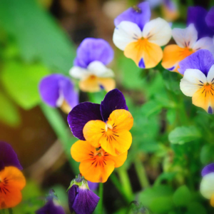 El pensamiento salvaje (Viola tricolor)