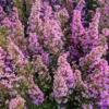 Brezo es el nombre que reciben las ericas y callunas, dos géneros de arbustos de hermosa y abundante floración en los meses más frís del añ